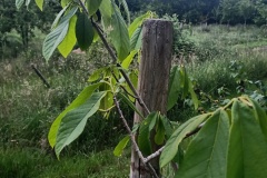 IMG20250616120850