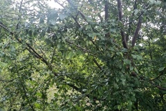 IMG20250616120902