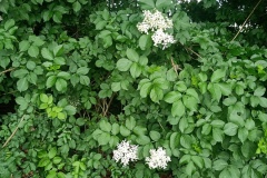 IMG20250616121244