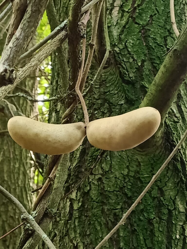 Visite du Jardin-Forêt de Ketelbroek (Hollande) organisée par Semisto