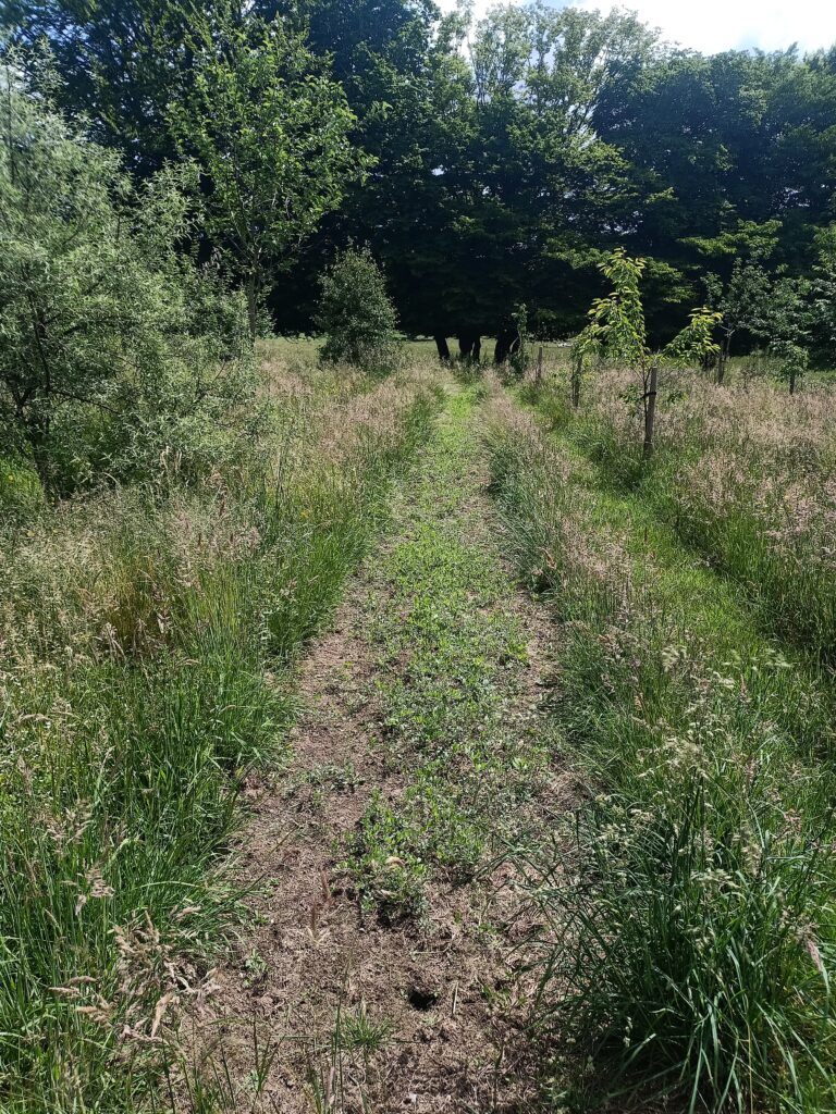 Céréales jardinées